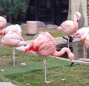 20151125_131246_001-1